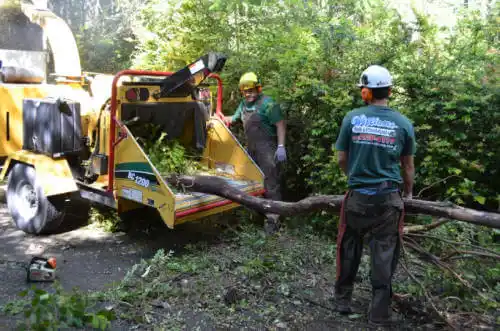 tree services Palmetto Bay